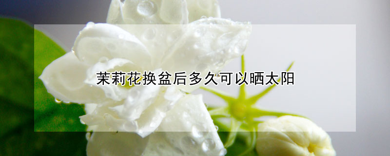 茉莉花換盆后多久可以曬太陽