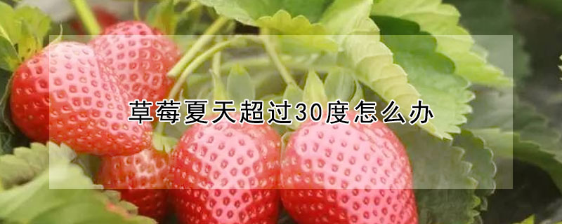 草莓夏天超過30度怎么辦