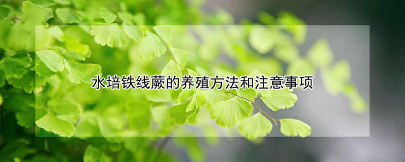 水培鐵線蕨的養(yǎng)殖方法和注意事項