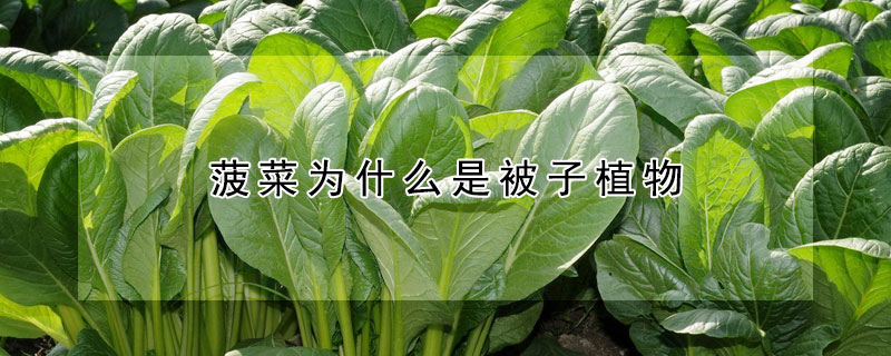 菠菜為什么是被子植物