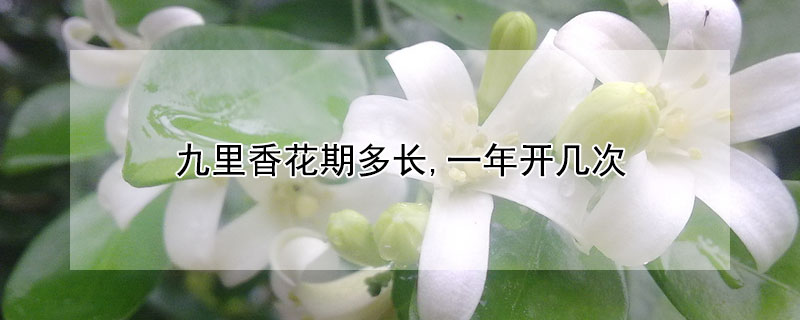 九里香花期多長,一年開幾次