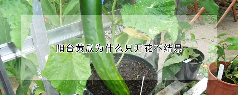 陽臺黃瓜為什么只開花不結果