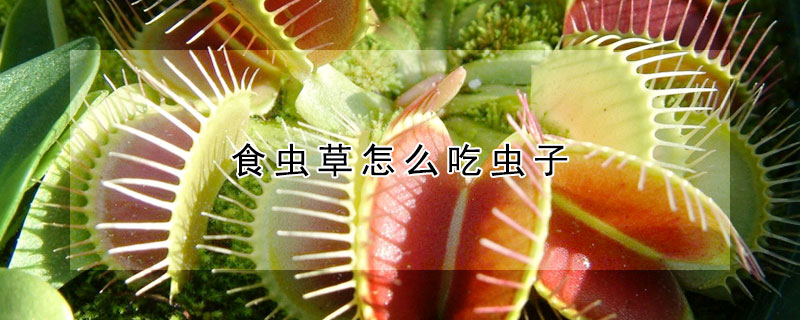 食蟲草怎么吃蟲子