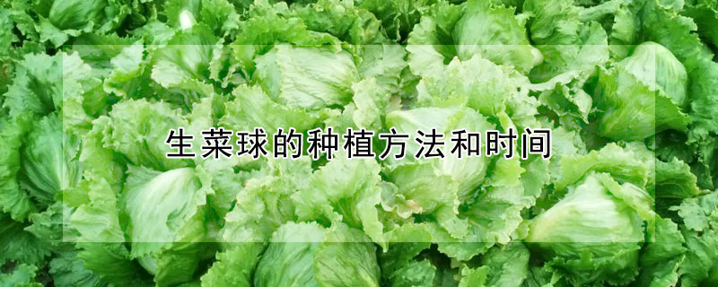 生菜球的種植方法和時(shí)間