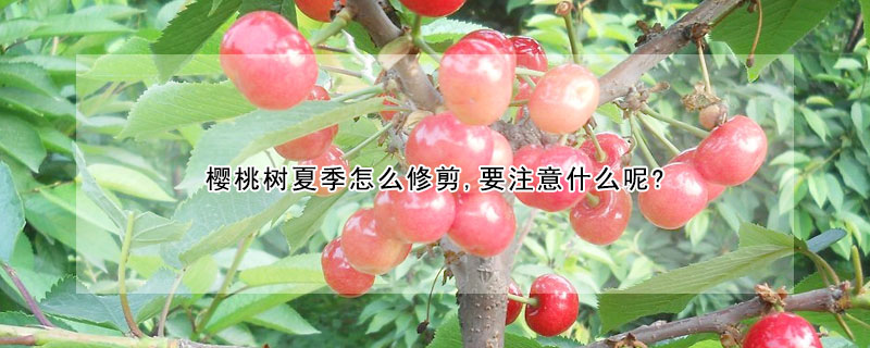 櫻桃樹夏季怎么修剪,要注意什么呢?