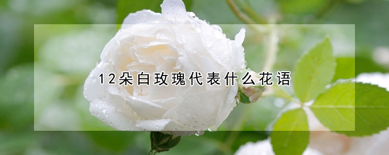 12朵白玫瑰代表什么花語