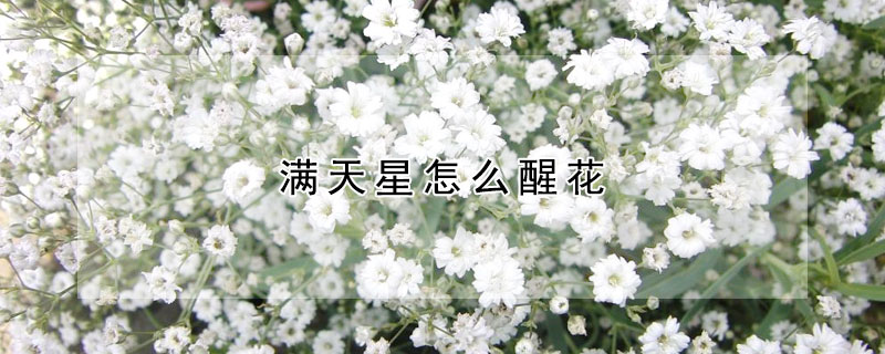 滿天星怎么醒花