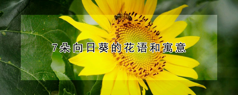 7朵向日葵的花語和寓意