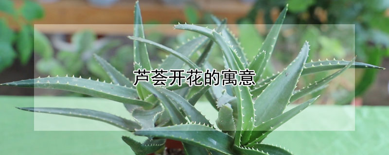 蘆薈開(kāi)花的寓意