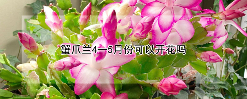 蟹爪蘭4一5月份可以開(kāi)花嗎