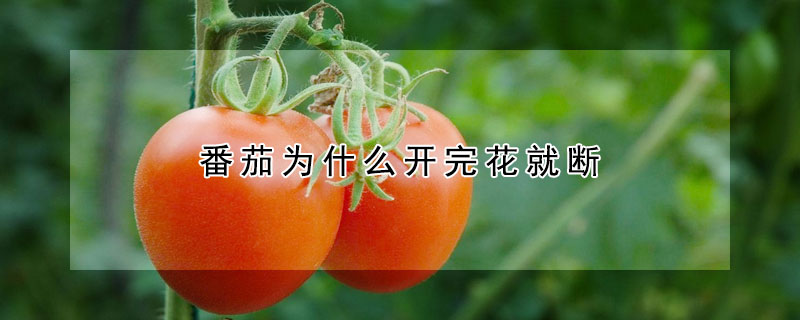 番茄為什么開完花就斷