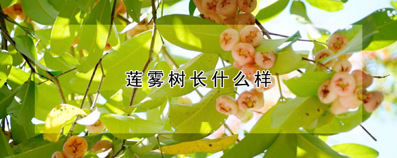 蓮霧樹長什么樣