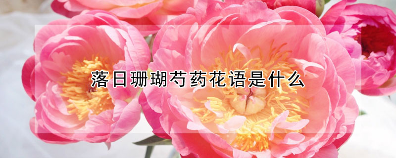 落日珊瑚芍藥花語是什么