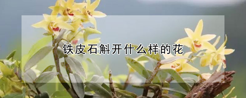 鐵皮石斛開什么樣的花