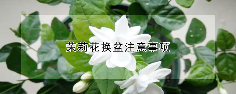 茉莉花換盆注意事項