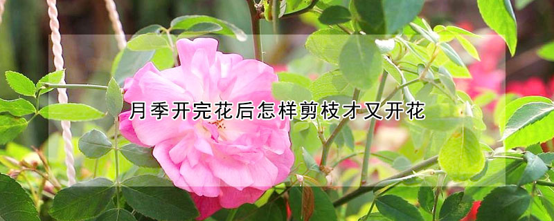 月季開完花后怎樣剪枝才又開花