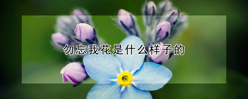 勿忘我花是什么樣子的