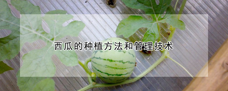 西瓜的種植方法和管理技術