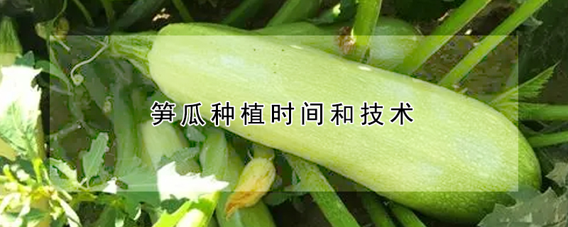 筍瓜種植時間和技術(shù)