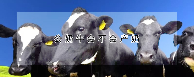 公奶牛會不會產(chǎn)奶