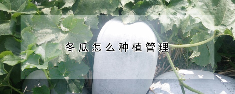 冬瓜怎么種植管理