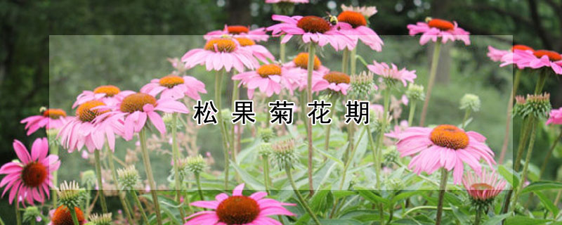 松果菊花期