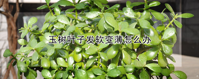 玉樹(shù)葉子發(fā)軟變薄怎么辦