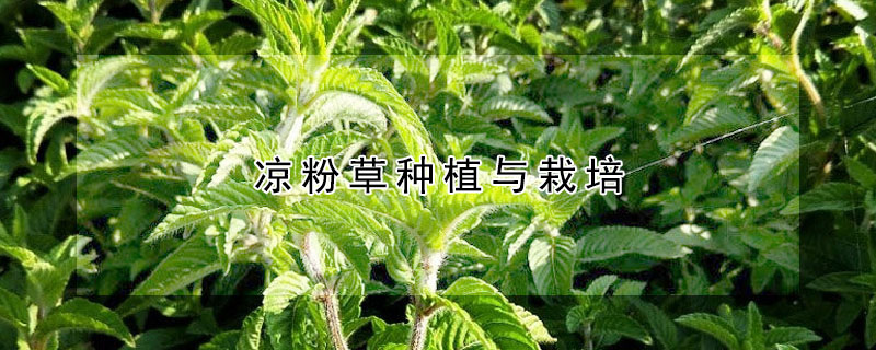 涼粉草種植與栽培