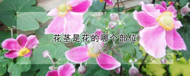 花莖是花的哪個部位