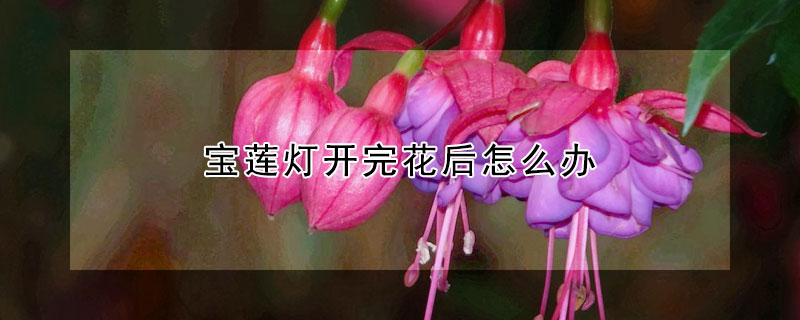 寶蓮燈開完花后怎么辦