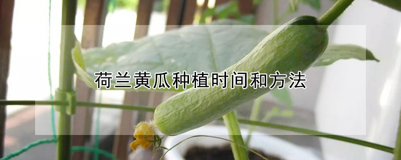 荷蘭黃瓜種植時(shí)間和方法