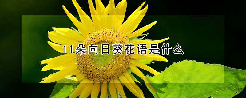 11朵向日葵花語是什么