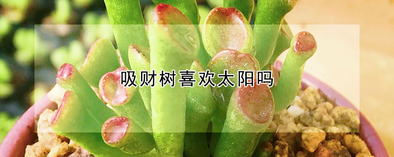 吸財樹喜歡太陽嗎