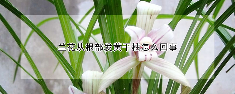 蘭花從根部發黃干枯怎么回事