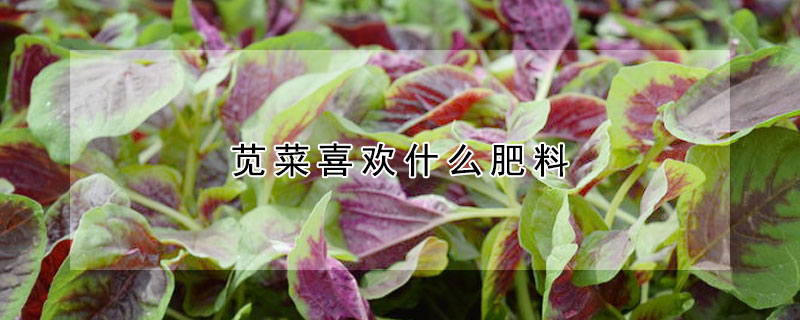 莧菜喜歡什么肥料