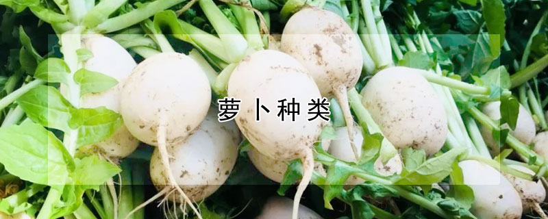 蘿卜種類(lèi)