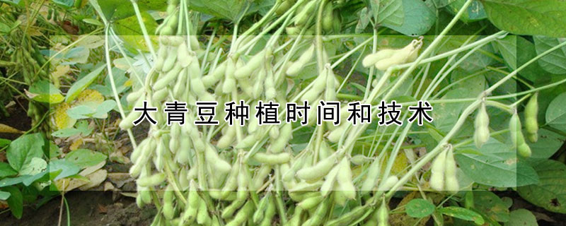 大青豆種植時(shí)間和技術(shù)