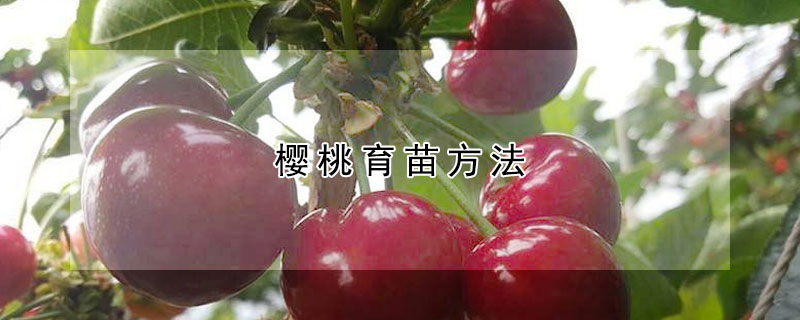 櫻桃育苗方法