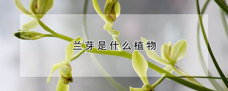 蘭芽是什么植物