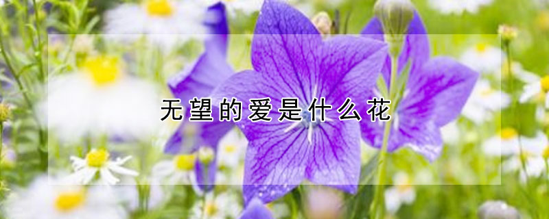 無望的愛是什么花