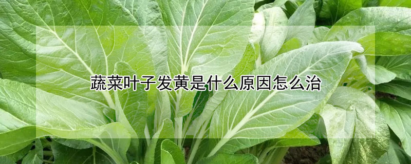 蔬菜葉子發(fā)黃是什么原因怎么治