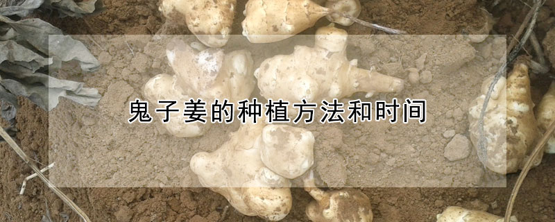 鬼子姜的種植方法和時間