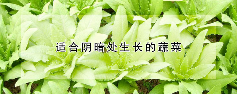 適合陰暗處生長的蔬菜