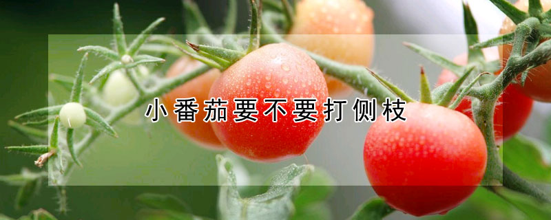 小番茄要不要打側枝