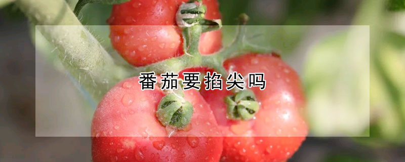 番茄要掐尖嗎