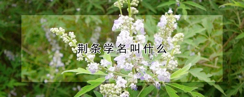 荊條學名叫什么