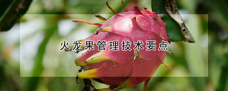 火龍果管理技術(shù)要點(diǎn)