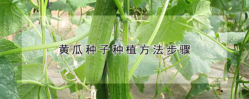 黃瓜種子種植方法步驟