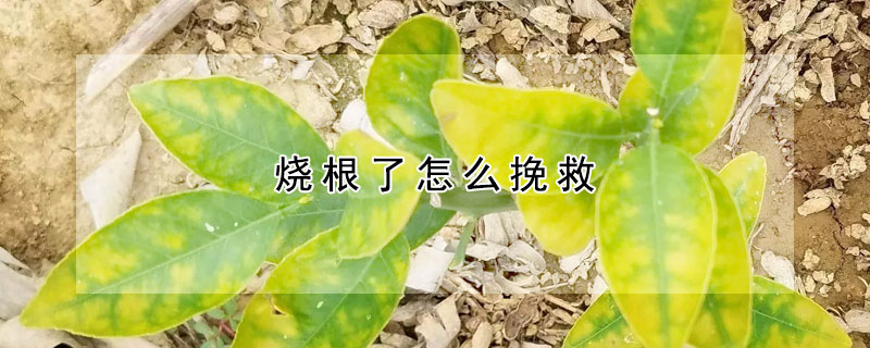 燒根了怎么挽救