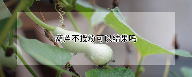 葫蘆不授粉可以結(jié)果嗎